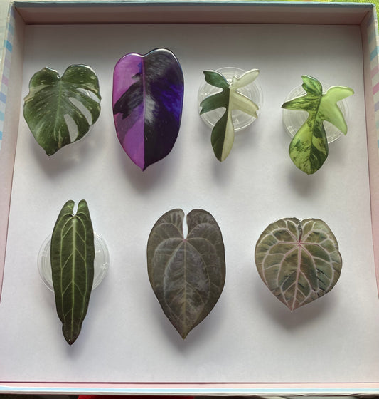 CLEARANCE - Rare Plant Leaf Accessories (Phone Grip + Keychains)