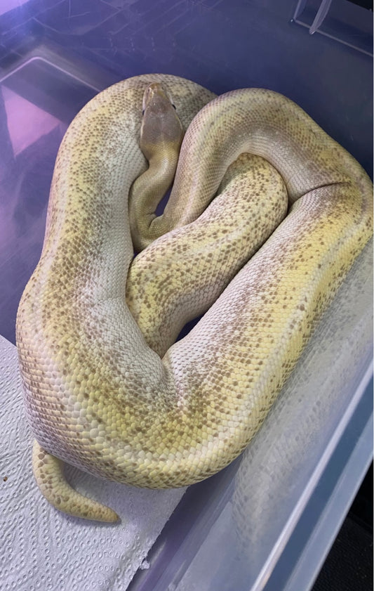 Super Mojave 100% Het Hypo Ball Python - Female 2800g